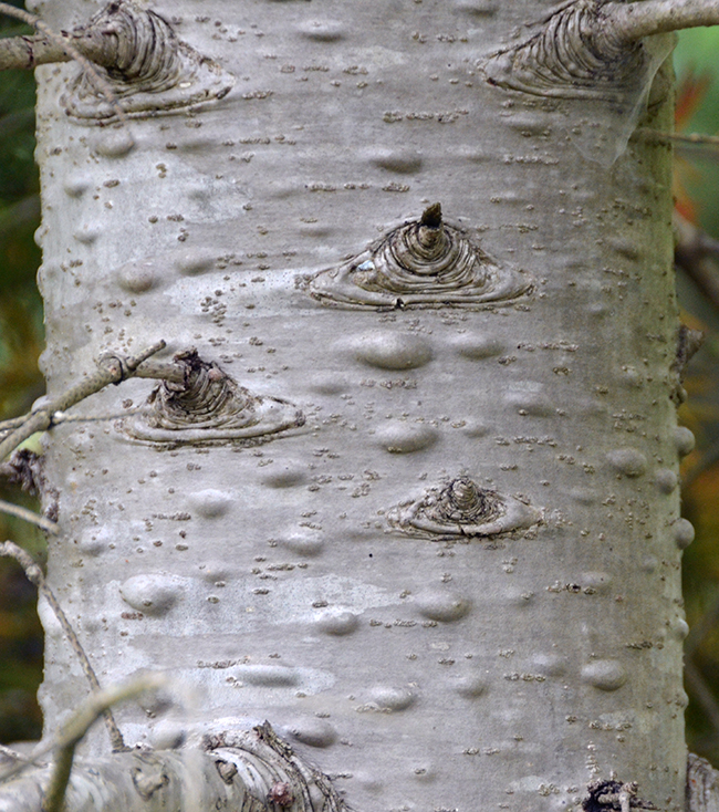 SelecTree: A Tree Selection Guide