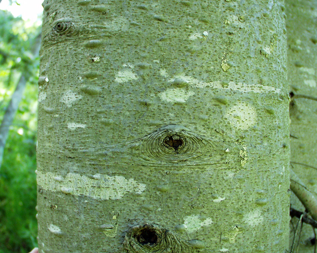 SelecTree: A Tree Selection Guide