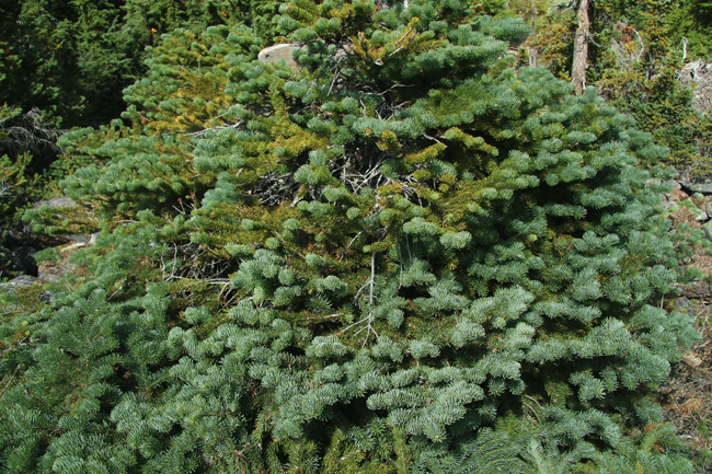 SelecTree: A Tree Selection Guide