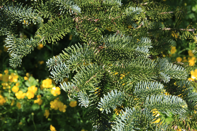 SelecTree: A Tree Selection Guide