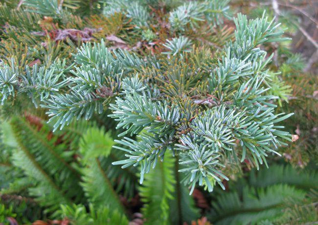 SelecTree: A Tree Selection Guide