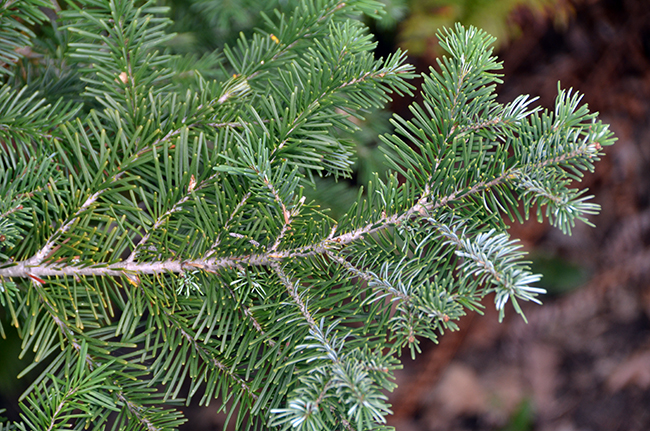 SelecTree: A Tree Selection Guide