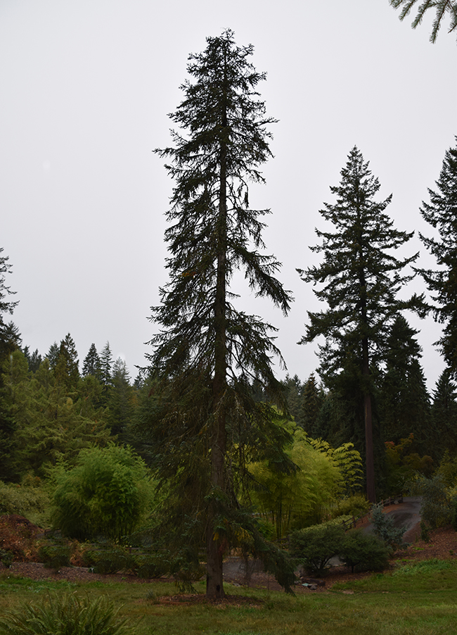 SelecTree: A Tree Selection Guide