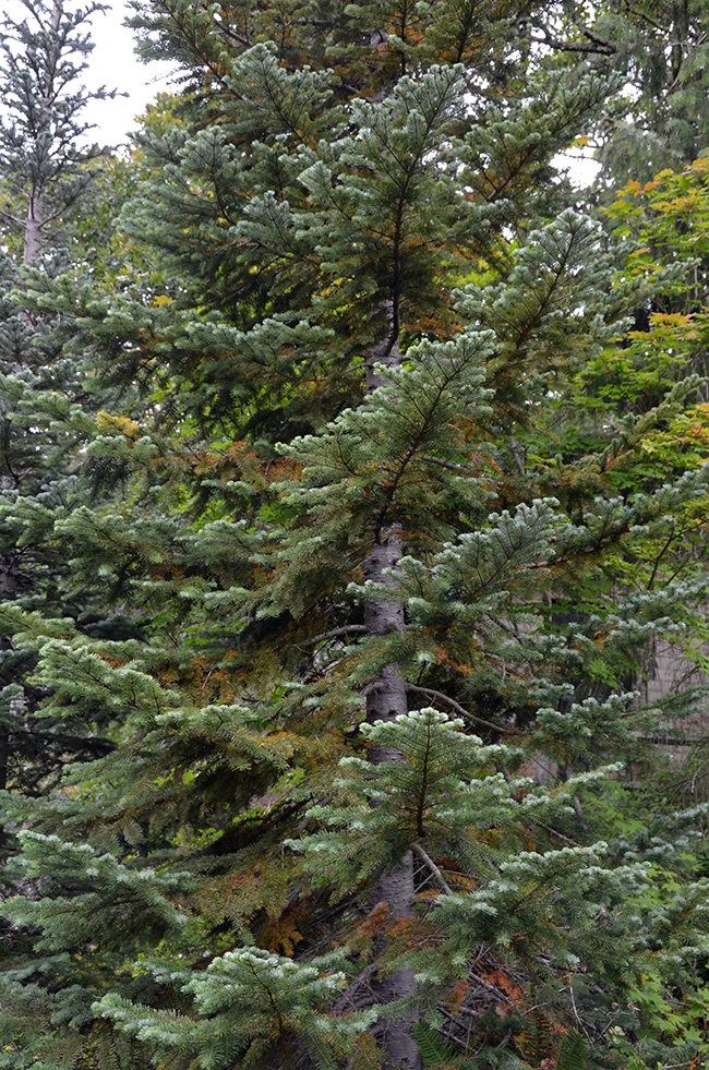 SelecTree: A Tree Selection Guide