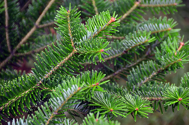 Ahive Tree SelecTree: A Tree Selection Guide