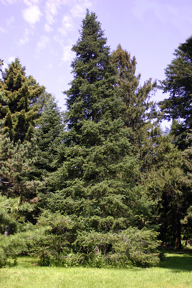 Ahive Tree SelecTree: A Tree Selection Guide