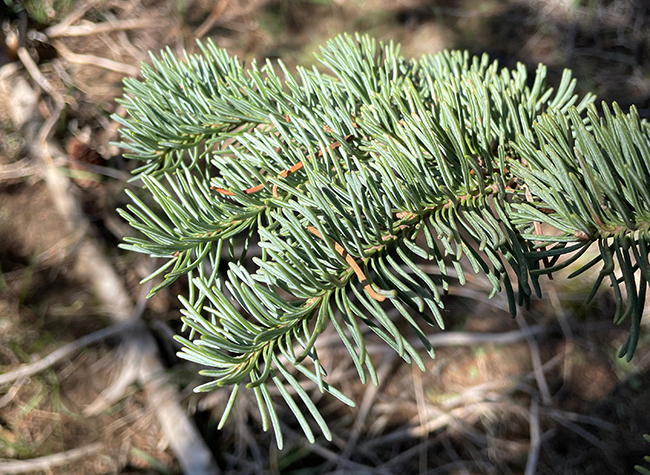 SelecTree: A Tree Selection Guide