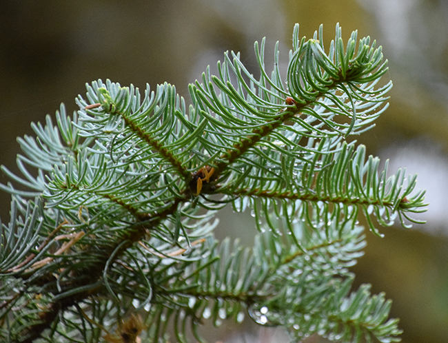 SelecTree: A Tree Selection Guide
