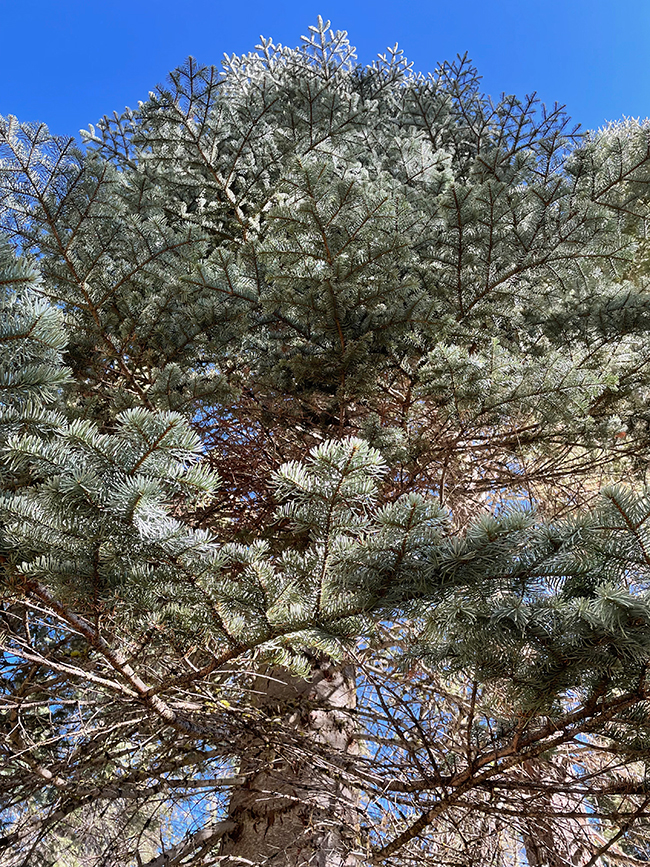 SelecTree: A Tree Selection Guide