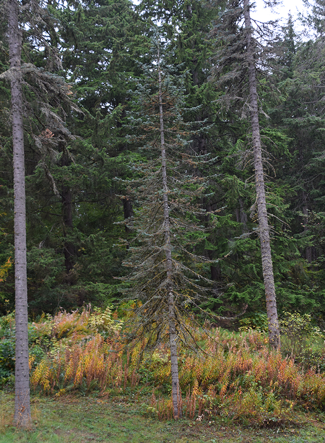 SelecTree: A Tree Selection Guide