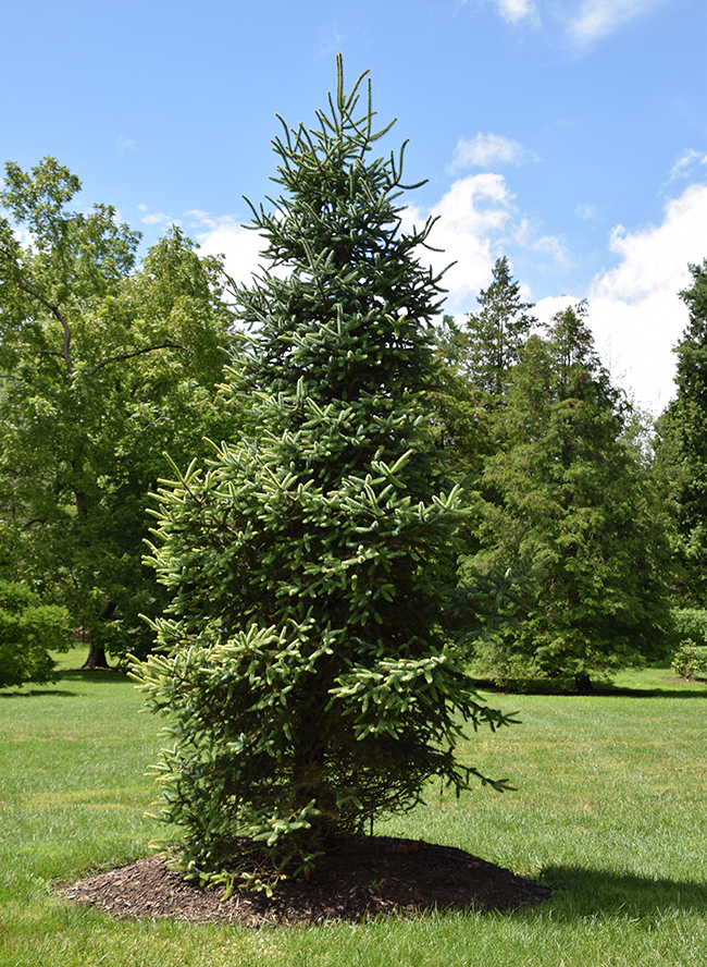 SelecTree: A Tree Selection Guide