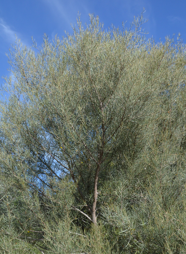 Ateca Tree SelecTree: A Tree Selection Guide