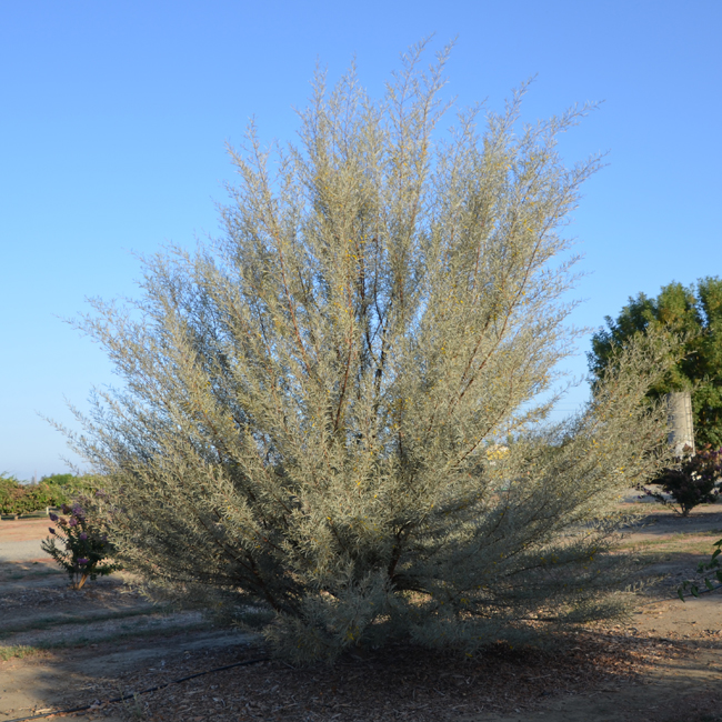 Ateca Tree SelecTree: A Tree Selection Guide