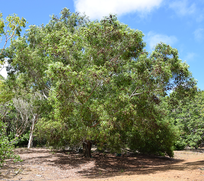 SelecTree: A Tree Selection Guide