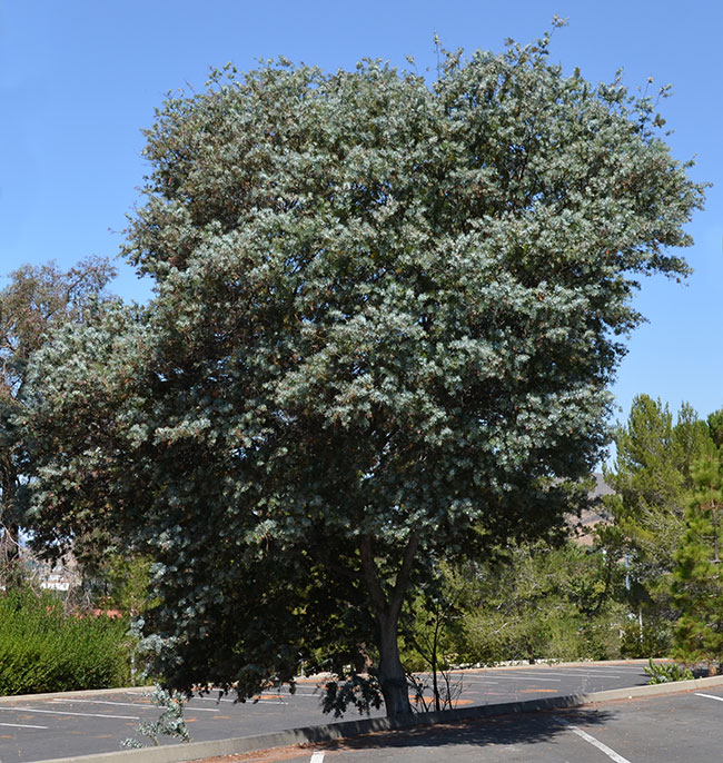 SelecTree: A Tree Selection Guide
