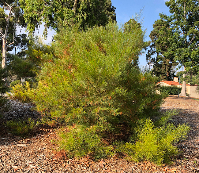 SelecTree: A Tree Selection Guide