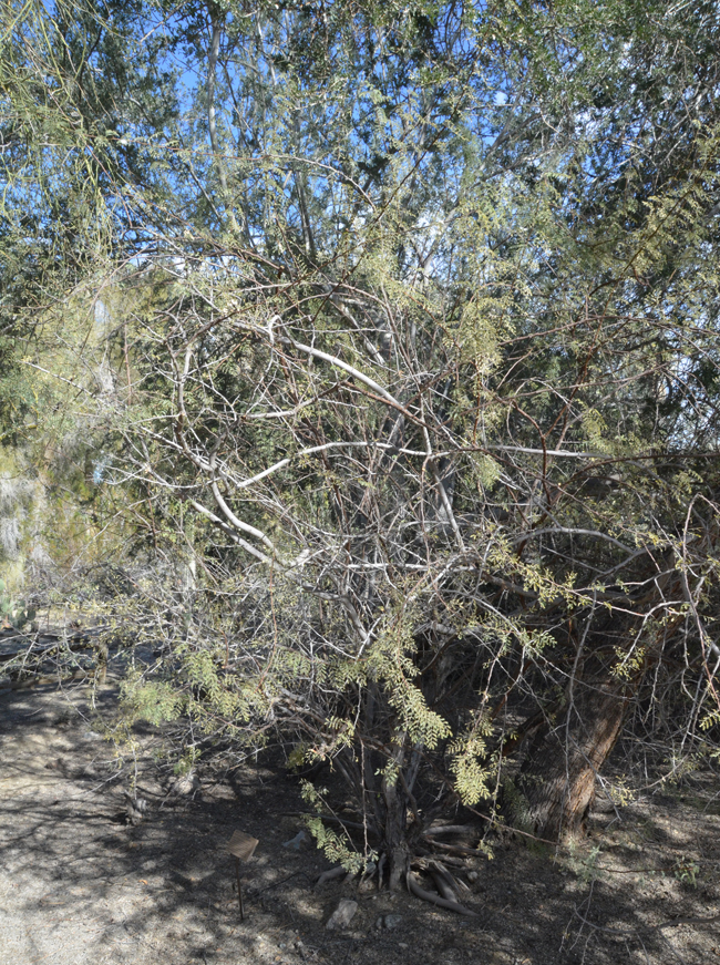 SelecTree: A Tree Selection Guide