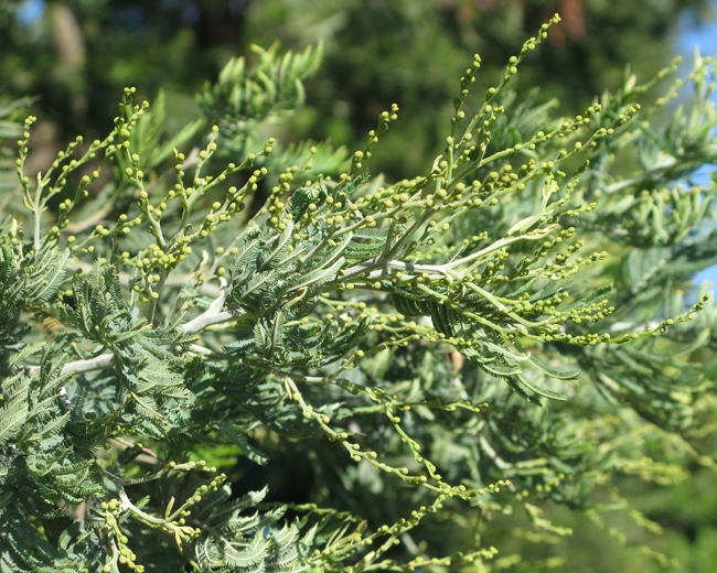 SelecTree: A Tree Selection Guide