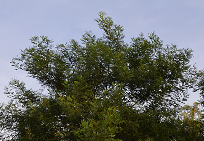 SelecTree: A Tree Selection Guide