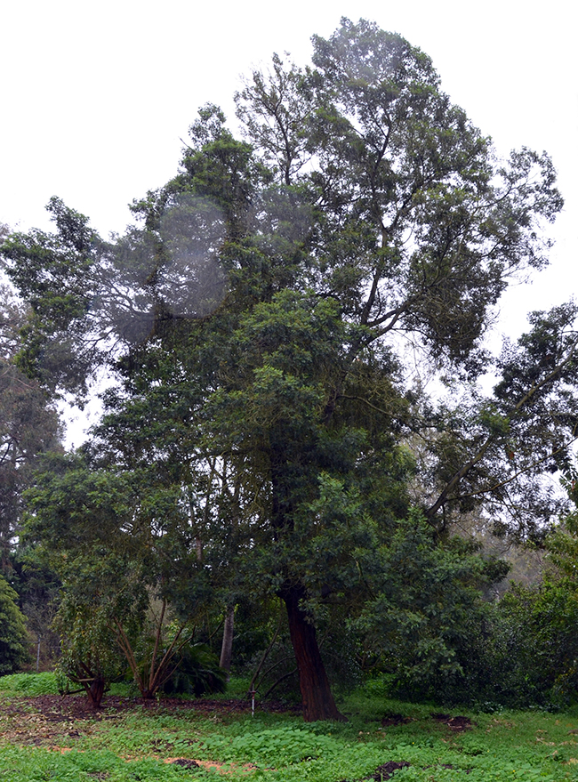 SelecTree: A Tree Selection Guide