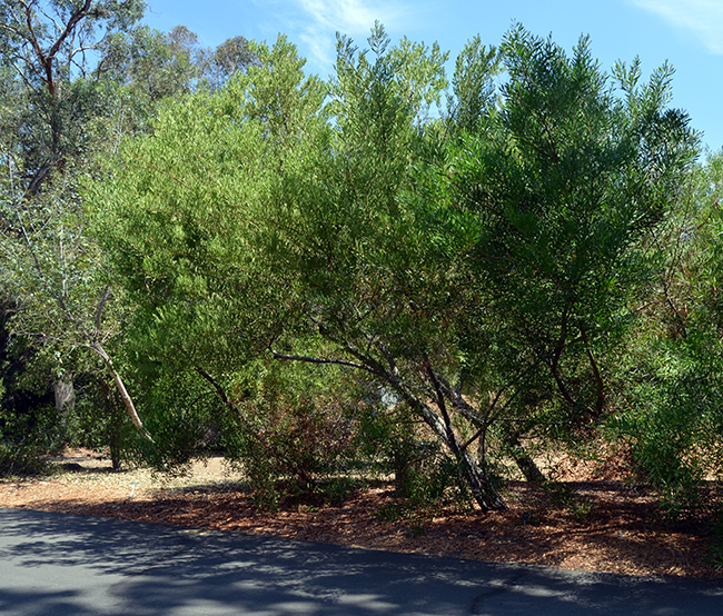 SelecTree: A Tree Selection Guide