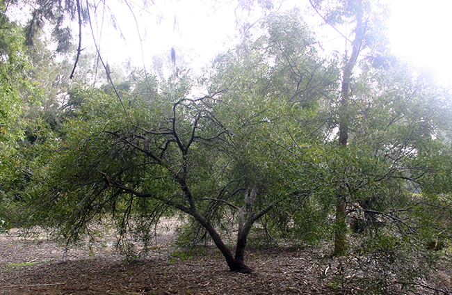 SelecTree: A Tree Selection Guide