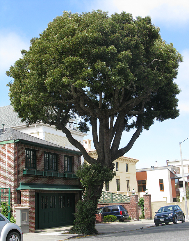 SelecTree: A Tree Selection Guide