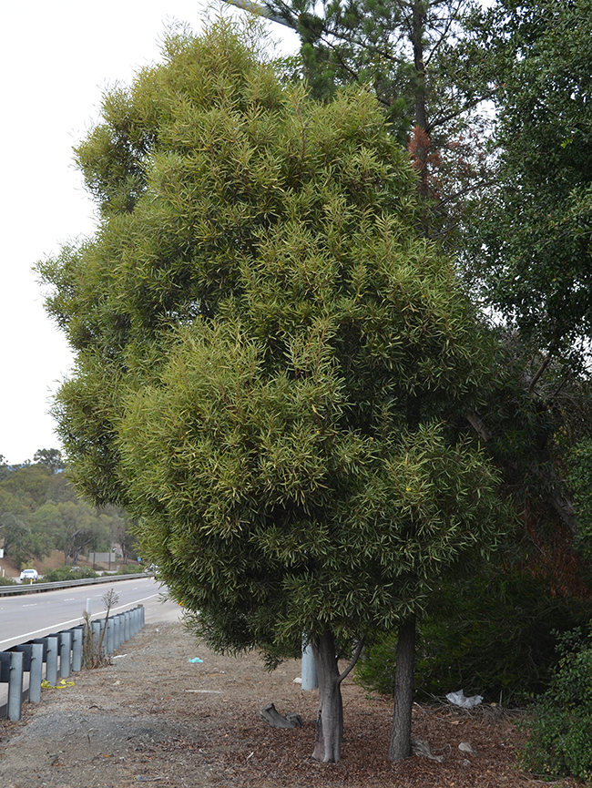 SelecTree: A Tree Selection Guide