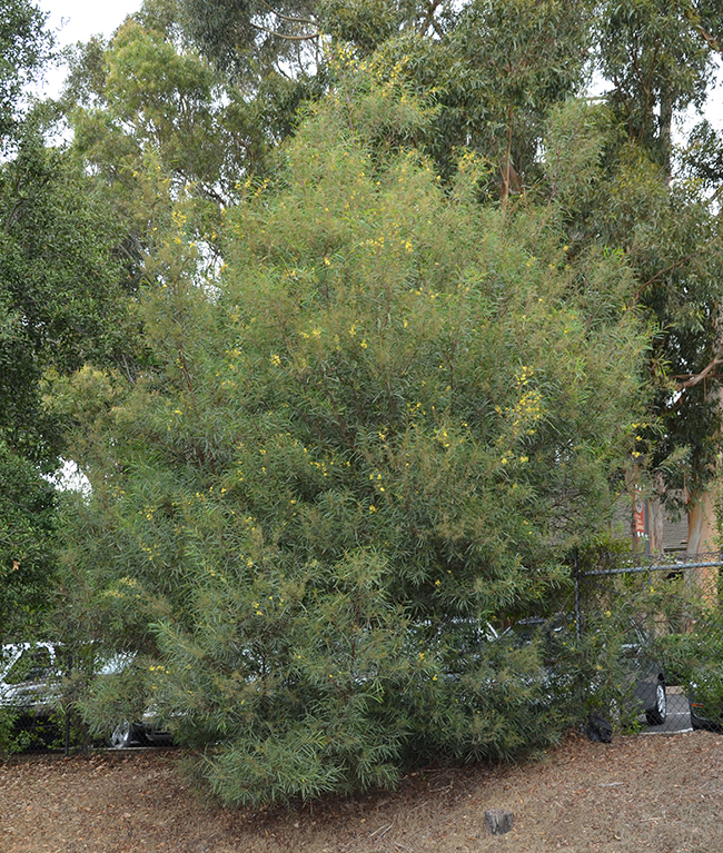 SelecTree: A Tree Selection Guide