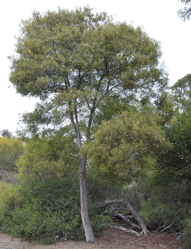 SelecTree: A Tree Selection Guide