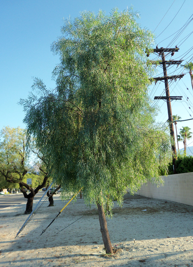 Ateca Tree SelecTree: A Tree Selection Guide