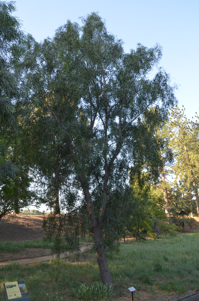 Ateca Tree SelecTree: A Tree Selection Guide