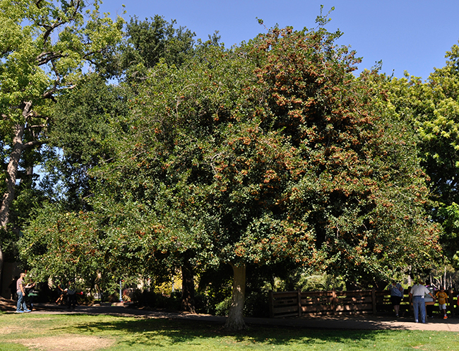 Acurel Tree SelecTree: A Tree Selection Guide