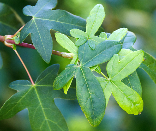 SelecTree: A Tree Selection Guide