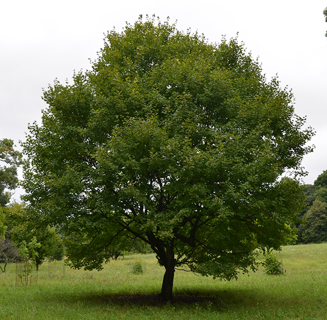 SelecTree: A Tree Selection Guide