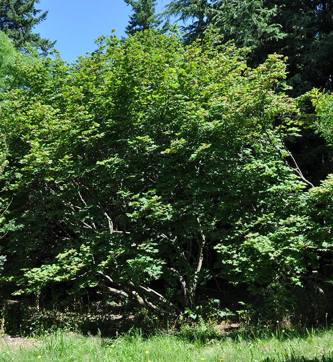SelecTree: A Tree Selection Guide