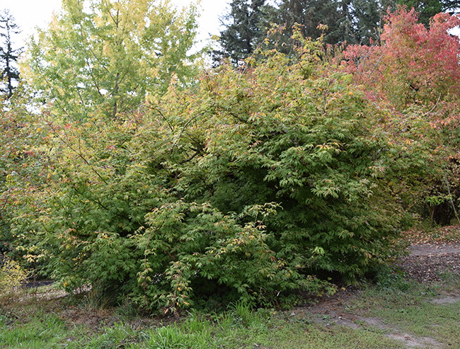 Acurel Tree SelecTree: A Tree Selection Guide