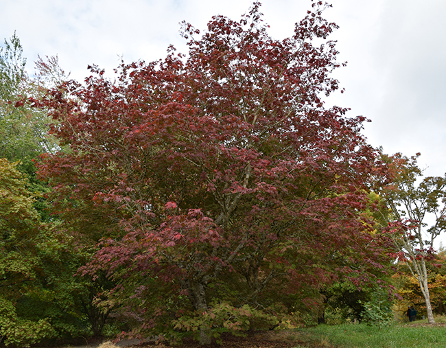 SelecTree: A Tree Selection Guide