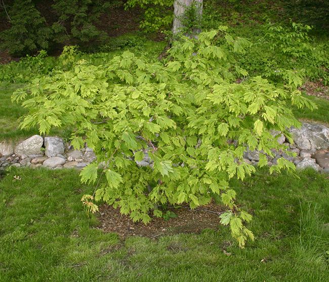 Acurel Tree SelecTree: A Tree Selection Guide