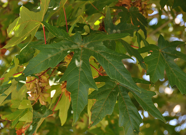 SelecTree: A Tree Selection Guide