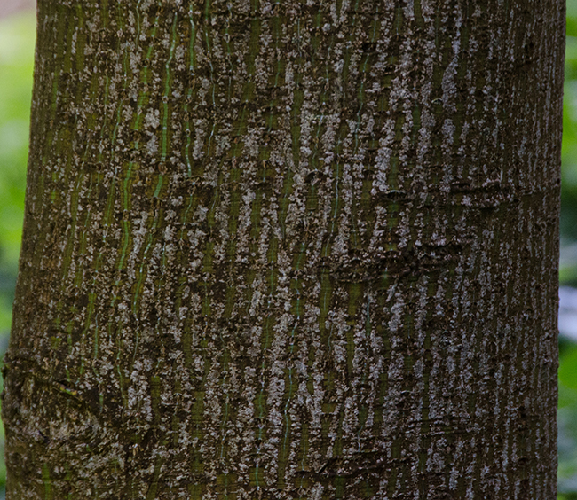 SelecTree: A Tree Selection Guide