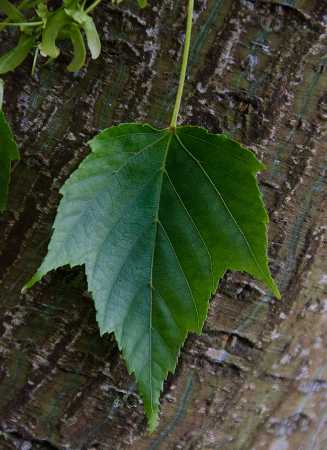 SelecTree: A Tree Selection Guide