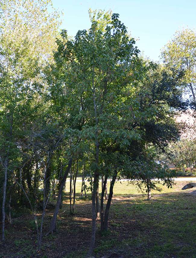 Acurel Tree SelecTree: A Tree Selection Guide