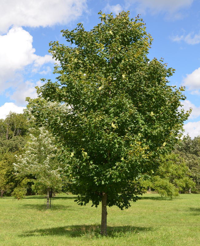 Acurel Tree SelecTree: A Tree Selection Guide