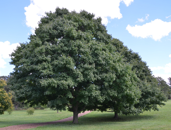 SelecTree: A Tree Selection Guide