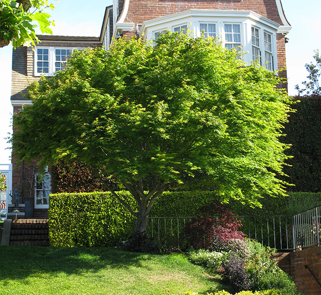 Acurel Tree SelecTree: A Tree Selection Guide