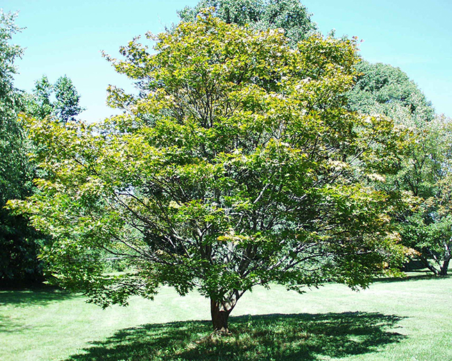 SelecTree: A Tree Selection Guide