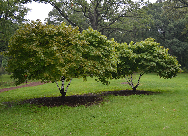 SelecTree: A Tree Selection Guide