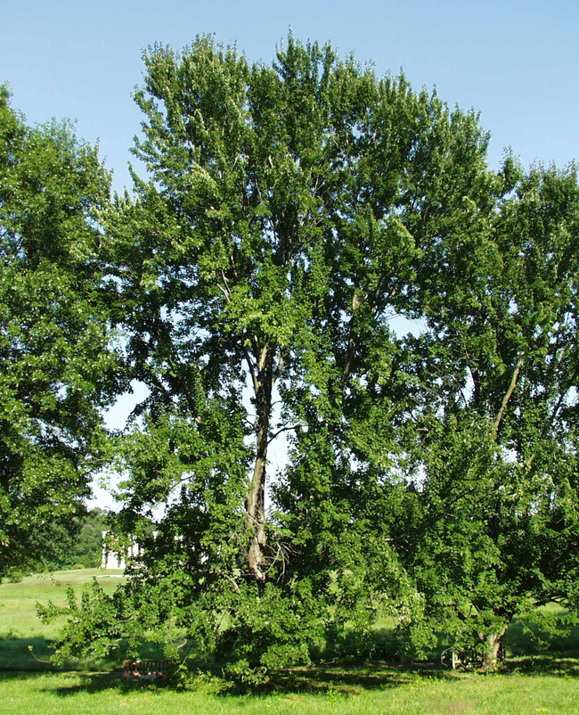 Acurel Tree SelecTree: A Tree Selection Guide