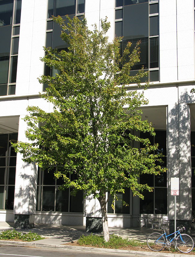 Acurel Tree SelecTree: A Tree Selection Guide